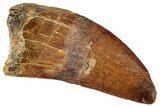 Serrated, Carcharodontosaurus Tooth - Real Dinosaur Tooth #322050-1